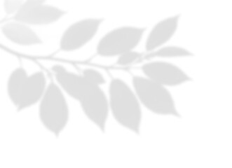 oft Tree Shadow Overlay on Transparent Background