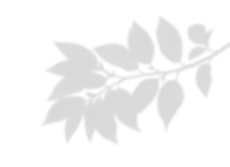 oft Tree Shadow Overlay on Transparent Background