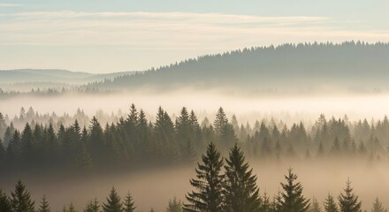 Fototapeta premium A serene landscape of a forest shrouded in mist, creating a tranquil and atmospheric scene.