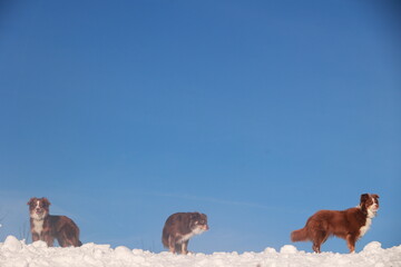 Naklejka premium Three dogs are walking in the snow, one of which is brown and white