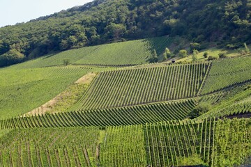vineyard at river Mosel in Germany