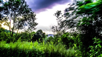 A vibrant landscape view of lush green foliage with a hint of a building in the distance on a cloudy day