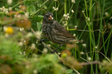 Galapagos finch