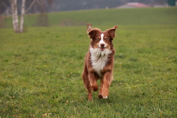 A brown and white dog is running through a grassy field