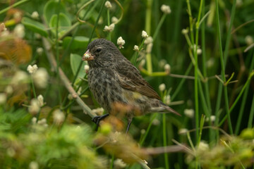 Galapagos finch