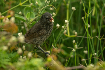Galapagos finch