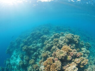 Naklejka premium Underwater view reveals a vibrant coral reef teeming with life beneath the ocean's surface, illuminated by the sun's rays piercing through the crystal water column.