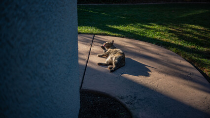 Cat Grooming White Laying in Sunlight Outside 