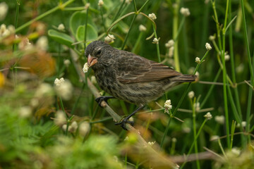 Galapagos finch