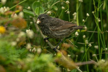 Galapagos finch