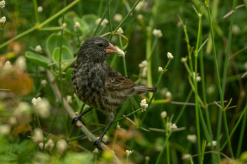 Galapagos finch