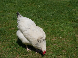 White chicken is eating grass in a field