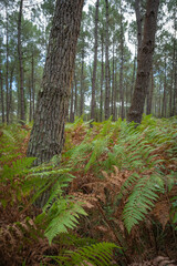 Lush green ferns grow prominently among towering pine trees in the Landes forest, capturing the tranquility of the natural environment on a clear day in Moliets.