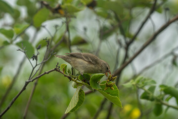 Galapagos finch