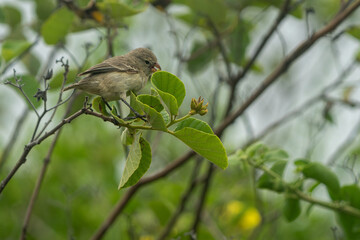 Galapagos finch