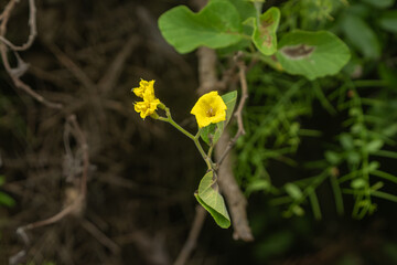 yellow cordia