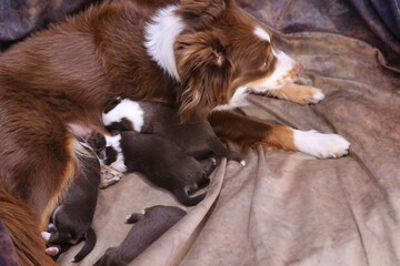 Mother dog is nursing her puppies