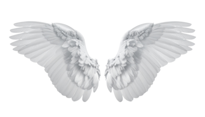 Realistic feathered angel wing isolated on transparent background