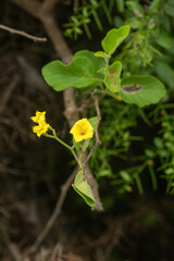 Yellow Cordia