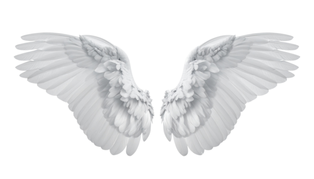 Realistic feathered angel wing isolated on transparent background