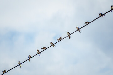 Obraz premium Birds perched on wire against cloudy sky. The western house martin