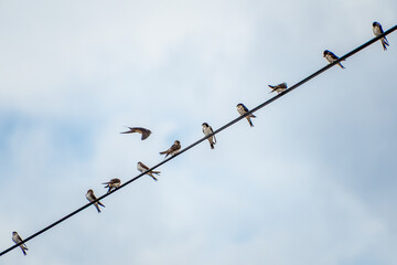 Flock of birds perched on wire against cloudy sky. The western house martin