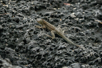 galapagos lava lizard, 