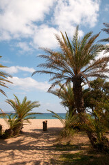 Fototapeta premium The palm oasis of Vai in Crete, Greece