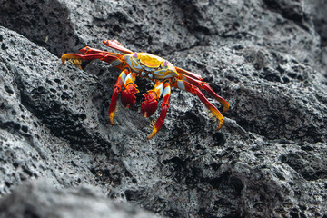 galapagos sally lightfoot crab