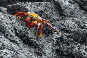 galapagos sally lightfoot crab