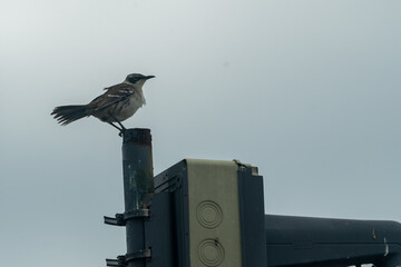 Galapagos Mockingbird