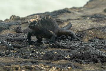 galapagos marine iguana