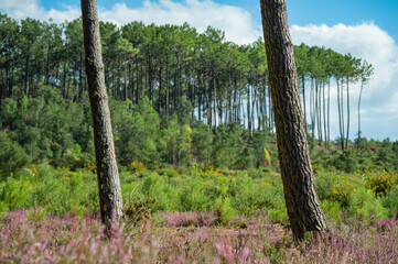 Landes forest, Moliets, vibrant heather blooms under towering pine trees. The clear blue sky adds charm to the peaceful forest scene, creating a perfect outdoor retreat.