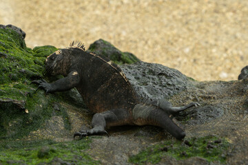 galapagos marine iguana