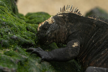 galapagos marine iguana