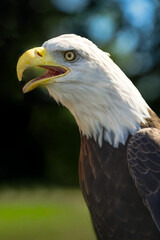 American Bald Eagle (Haliaeetus leucocephalus) Beak Open To Left Full Crop