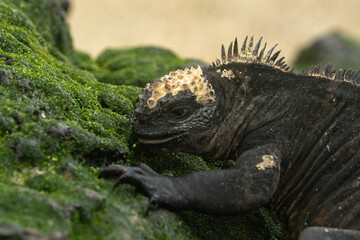 galapagos marine iguana