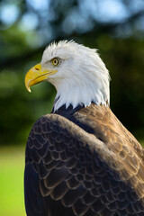 American Bald Eagle (Haliaeetus leucocephalus) in Profile to Left