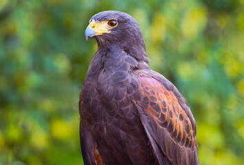 Hawk (Parabuteo unicinctus) Standing Tall Against Green Background