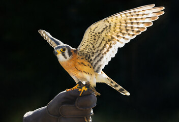 American Kestrel (Falco sparverius) Spreads Wings on Fist of Falconer