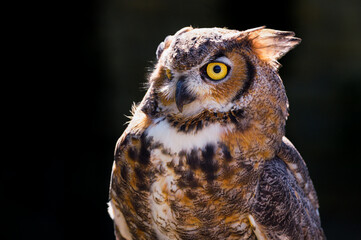 Backlit Great Horned Owl (Bubo virginianus) Head Reared Back