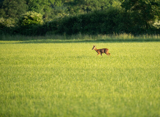 A deer is walking through a field of grass
