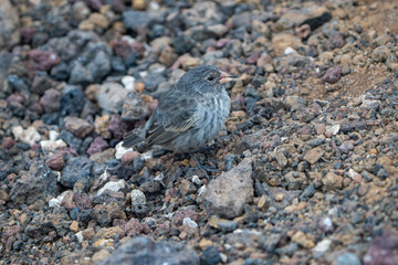 Galapagos finch
