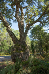 Sunlight shines brightly through the branches of tall trees in Moliets Chene Liege Forest. The scene is filled with greenery and a sense of peaceful tranquility during the day.