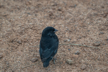 Galapagos finch