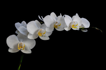 Obraz premium white orchid flower on a black background