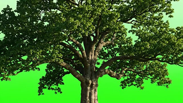 Young Oak Tree Growing Fast into Large Mature Tree Green Screen