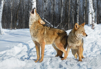 Coyotes (Canis latrans) One Howling Second Looking Right Winter