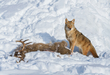 Obraz premium Coyote (Canis latrans) Stands With Deer Carcass Winter