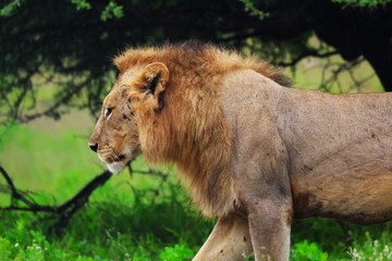 Lion d'Afrique 